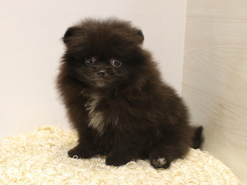 ポメラニアン25-0951