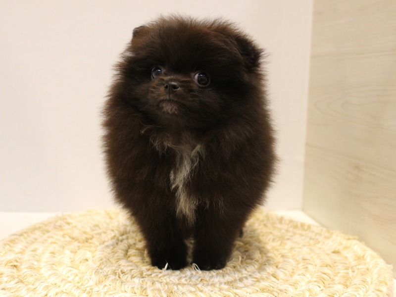 ポメラニアン25-0951