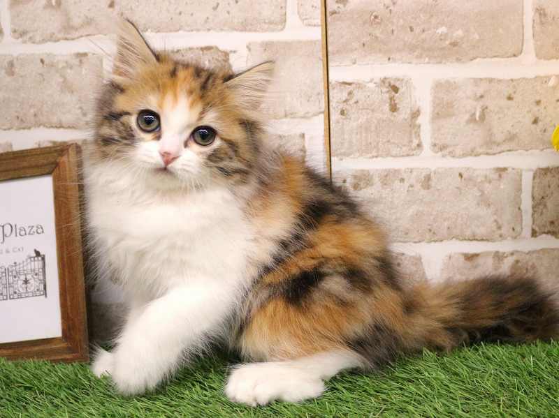 スコティッシュフォールド25-0903