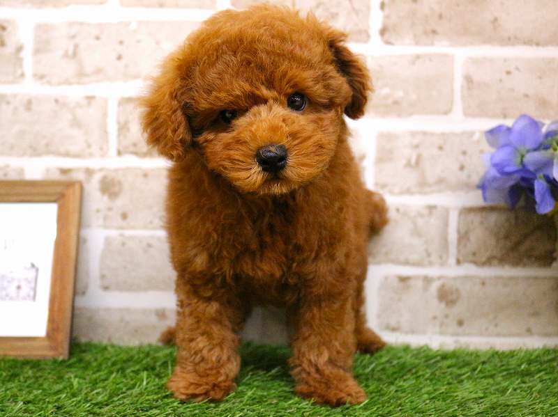 トイプードル25-0854