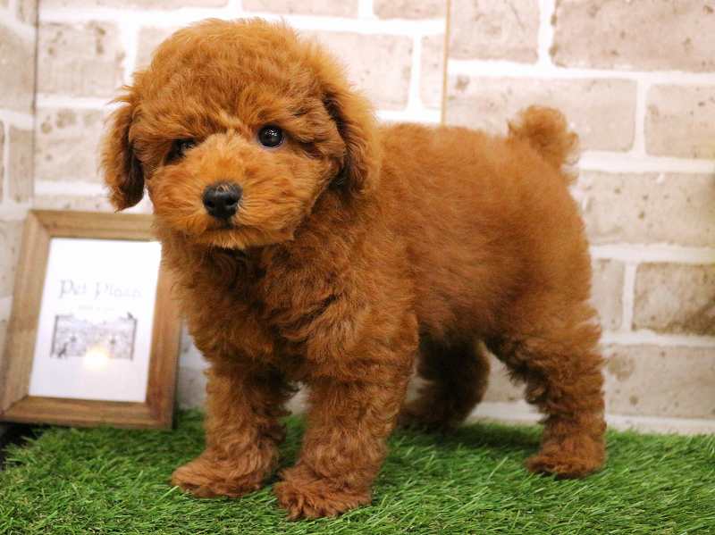 トイプードル25-0854