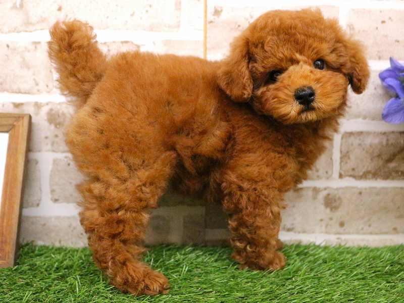 トイプードル25-0854