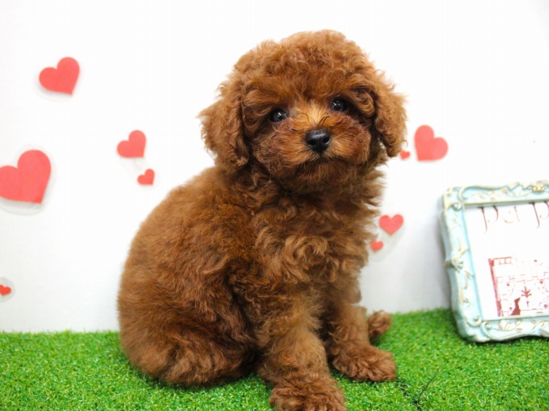 トイプードル25-0923