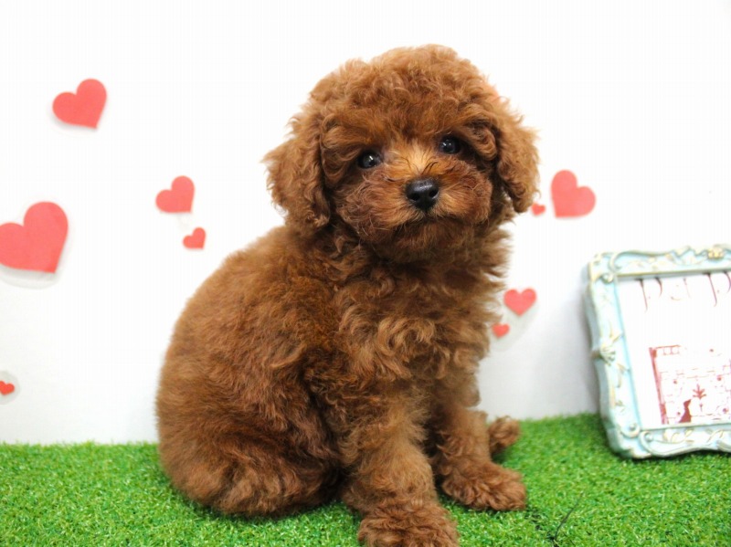 トイプードル25-0923