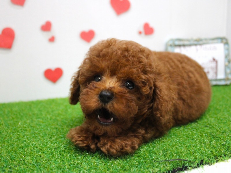 トイプードル25-0923