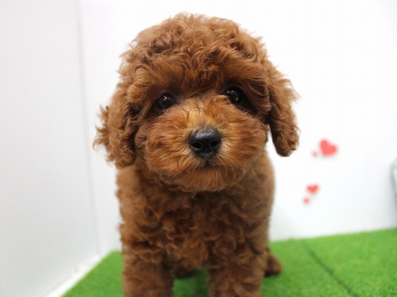 トイプードル25-0922