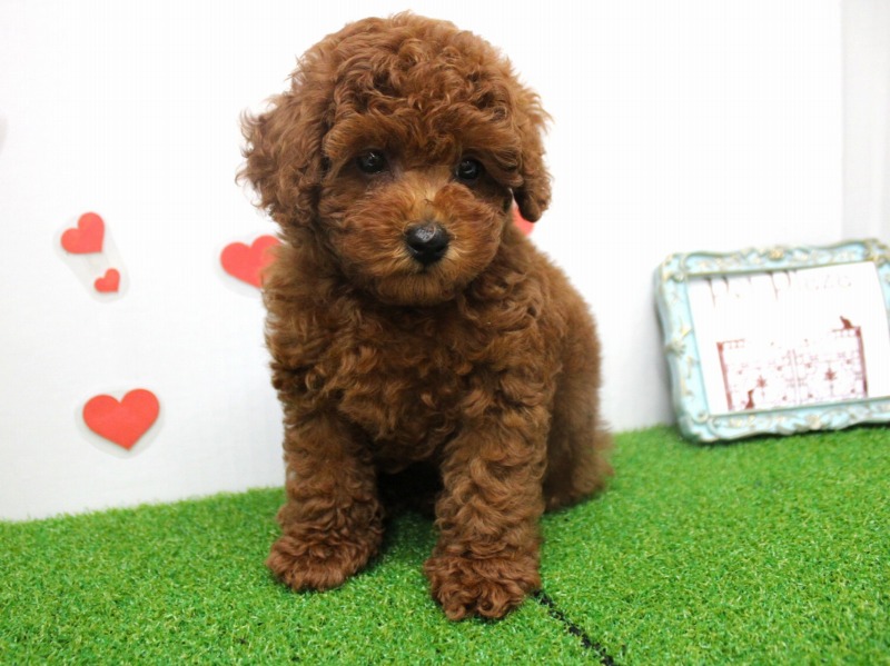 トイプードル25-0922