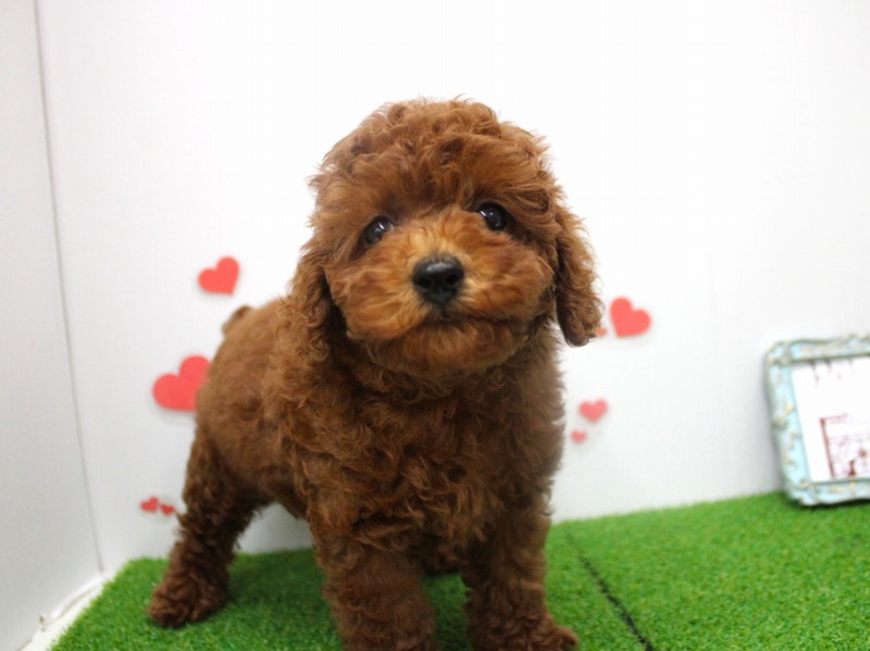 トイプードル25-0922