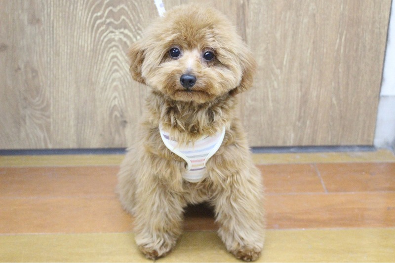 トイプードル25-0937