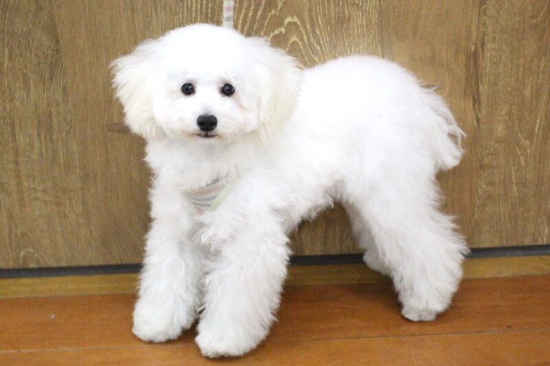 トイプードル25-0916