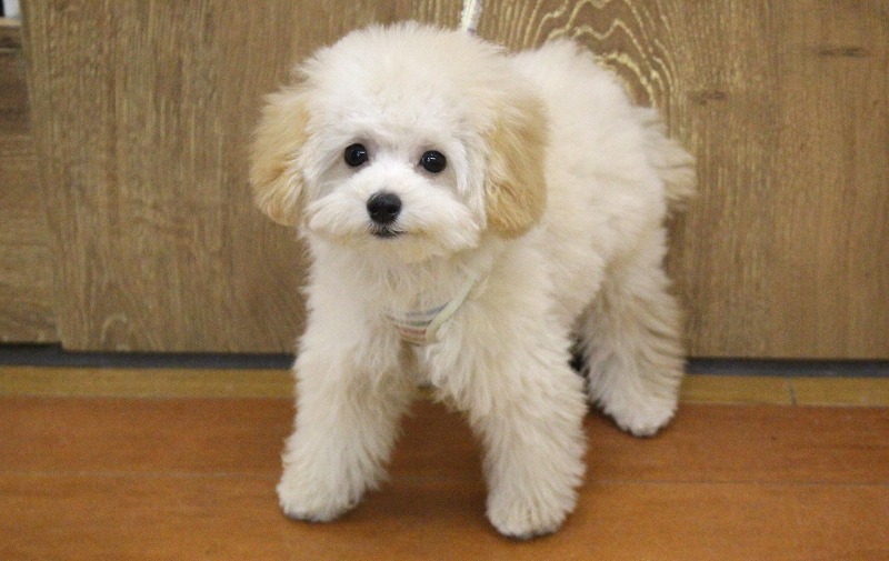 トイプードル25-0880