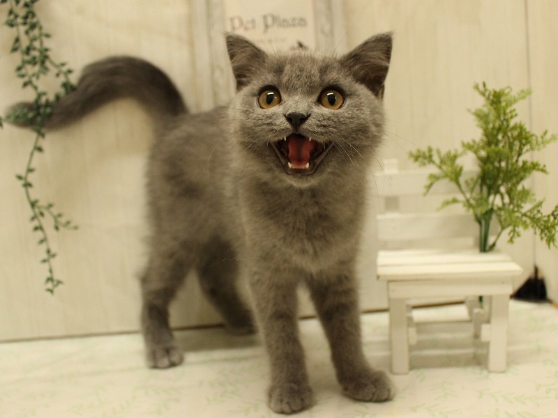 ブリティッシュショートヘアー25-0886