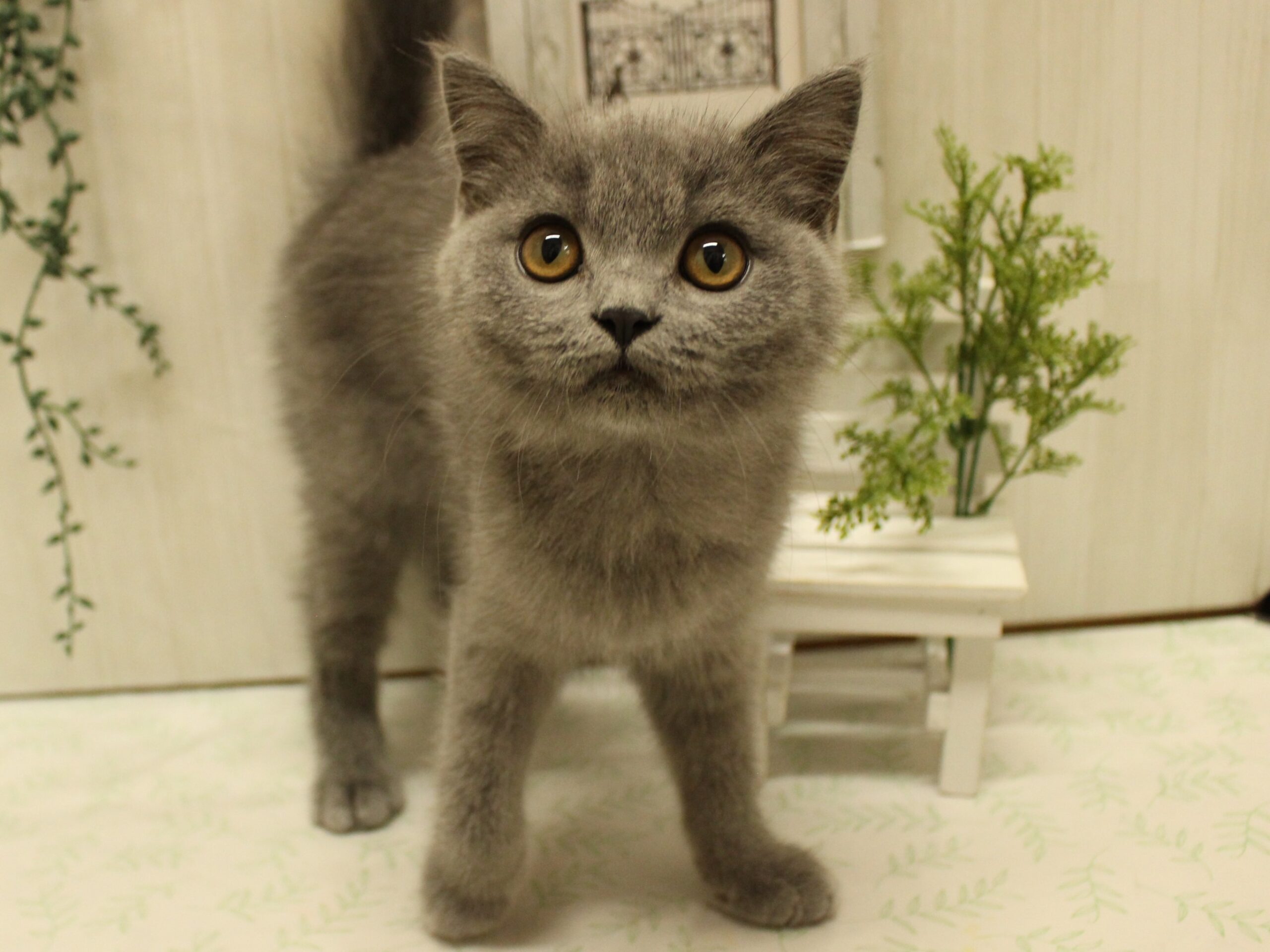 ブリティッシュショートヘアー25-0886