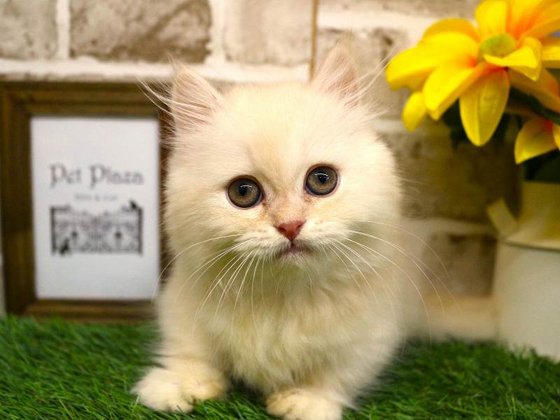 ミヌエット25-0868