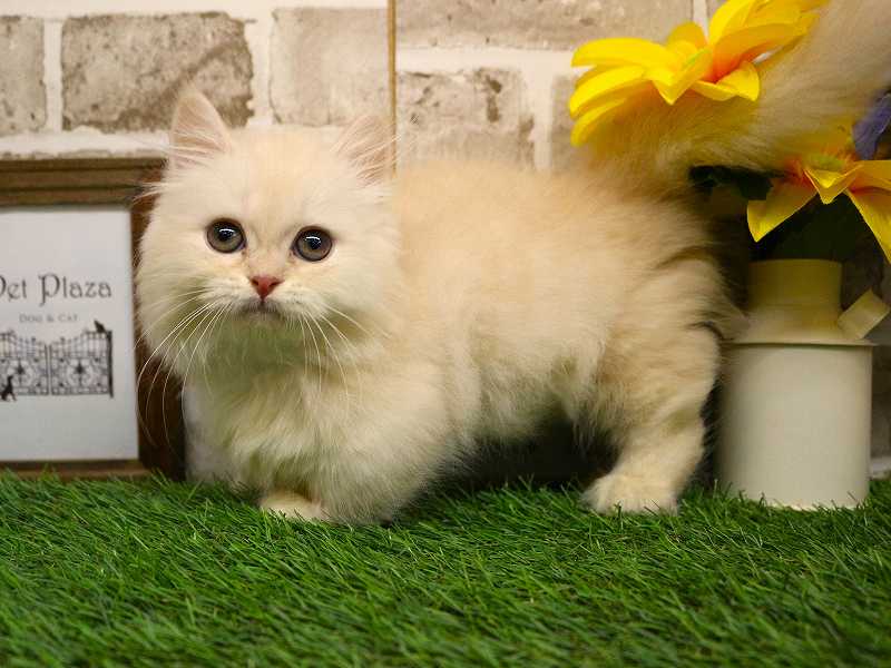 ミヌエット25-0868