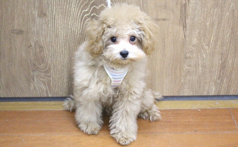 トイプードル25-1048