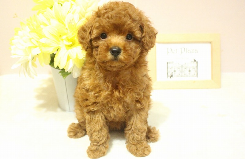 トイプードル25-0985