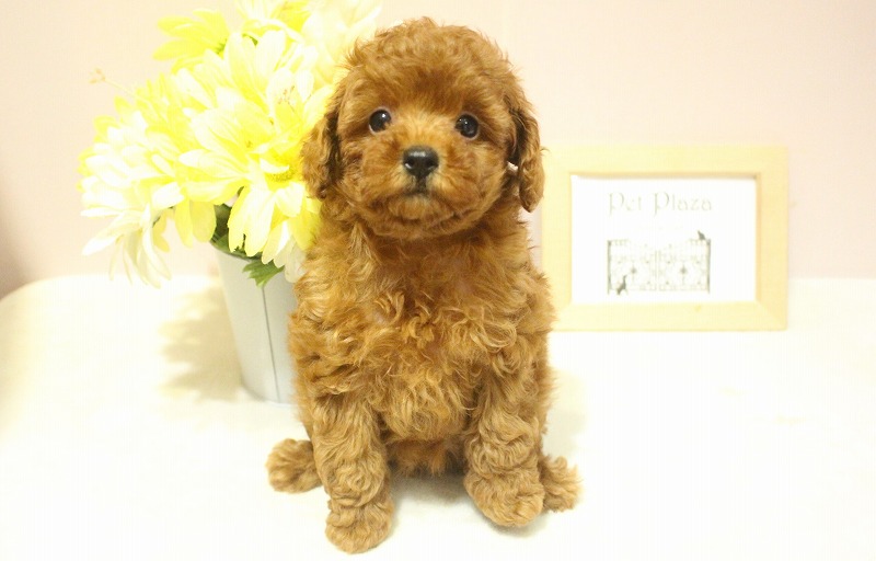 トイプードル25-0985