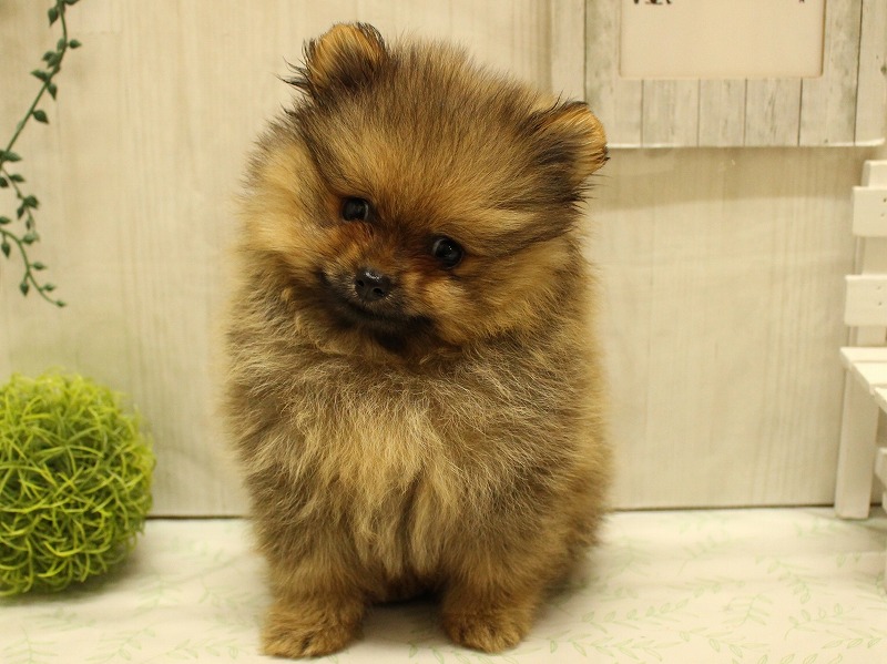 ポメラニアン25-0977