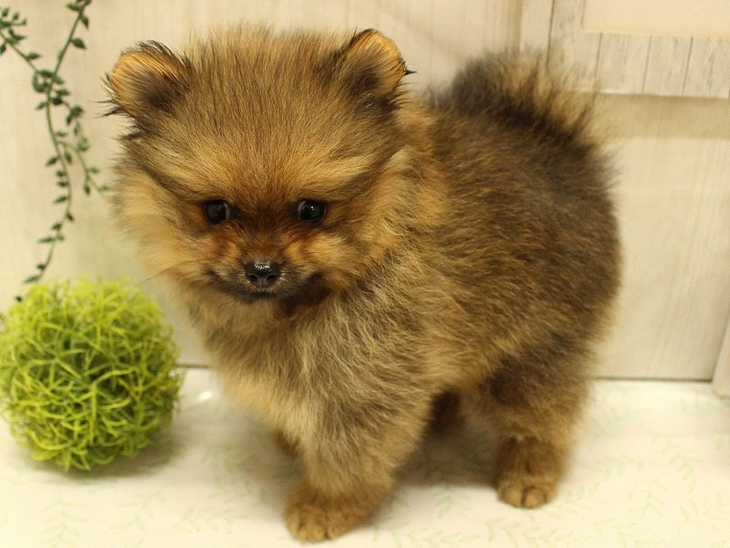 ポメラニアン25-0977