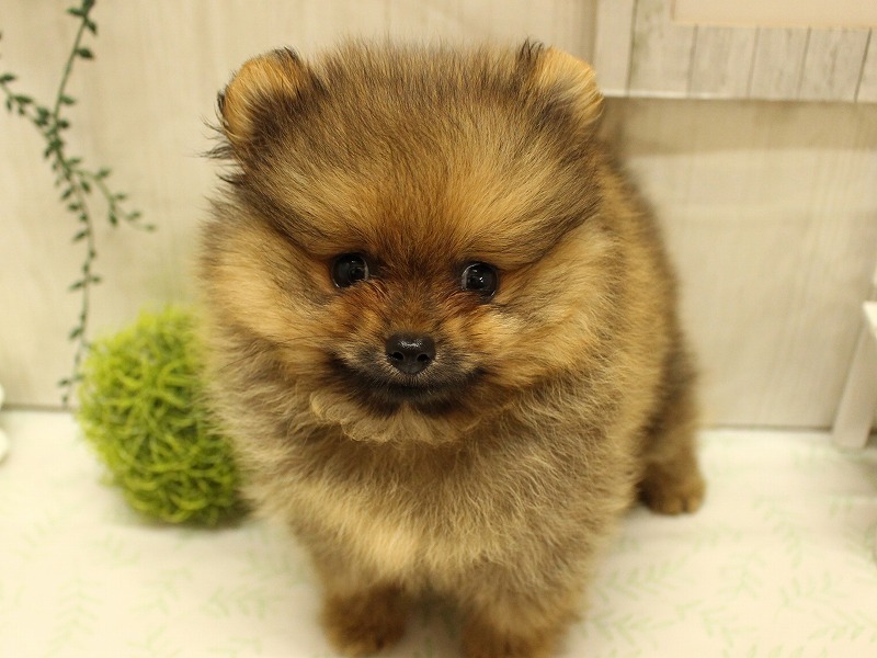 ポメラニアン25-0977