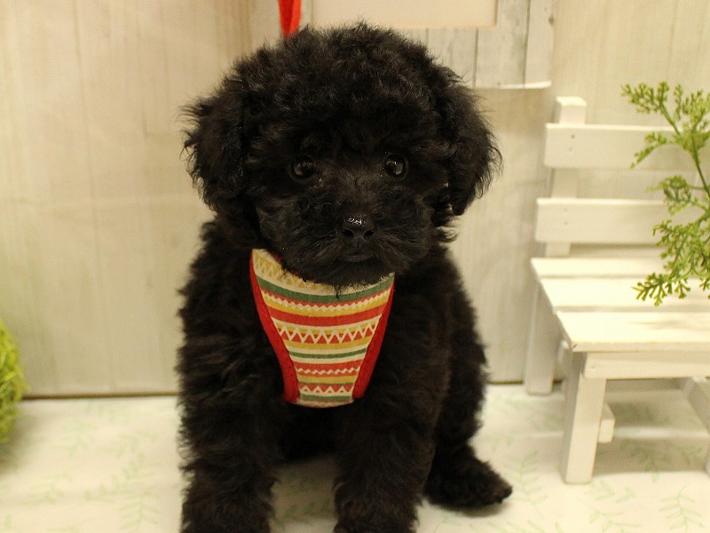 トイプードル25-0994