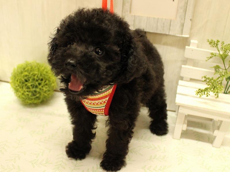 トイプードル25-0994