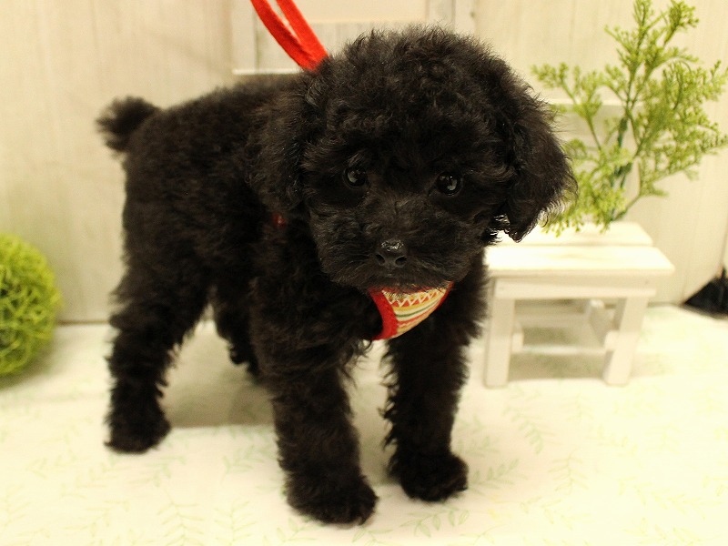 トイプードル25-0994