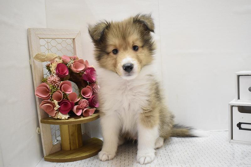 シェットランドシープドッグ25-1007