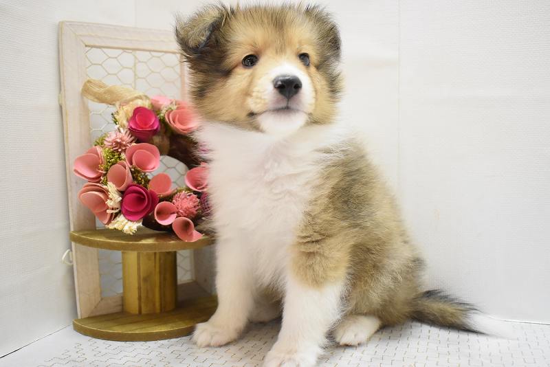 シェットランドシープドッグ25-1007