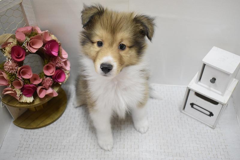 シェットランドシープドッグ25-1007