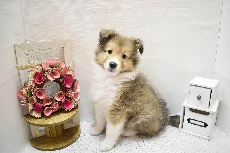 シェットランドシープドッグ25-1007