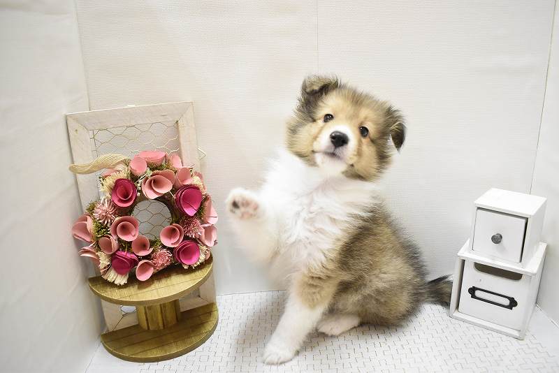 シェットランドシープドッグ25-1007