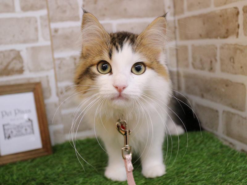 サイベリアン25-1012