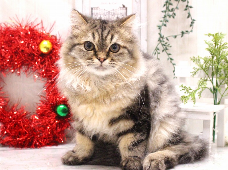 スコティッシュストレート25-1020