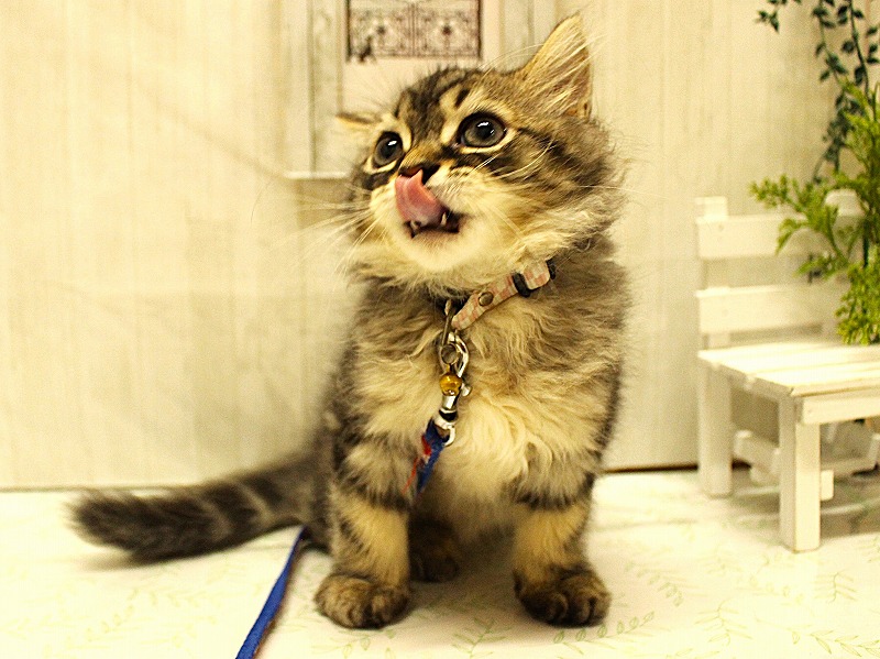 スコティッシュストレート25-1020