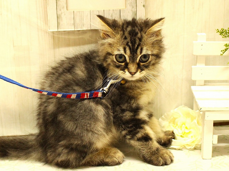 スコティッシュストレート25-1020