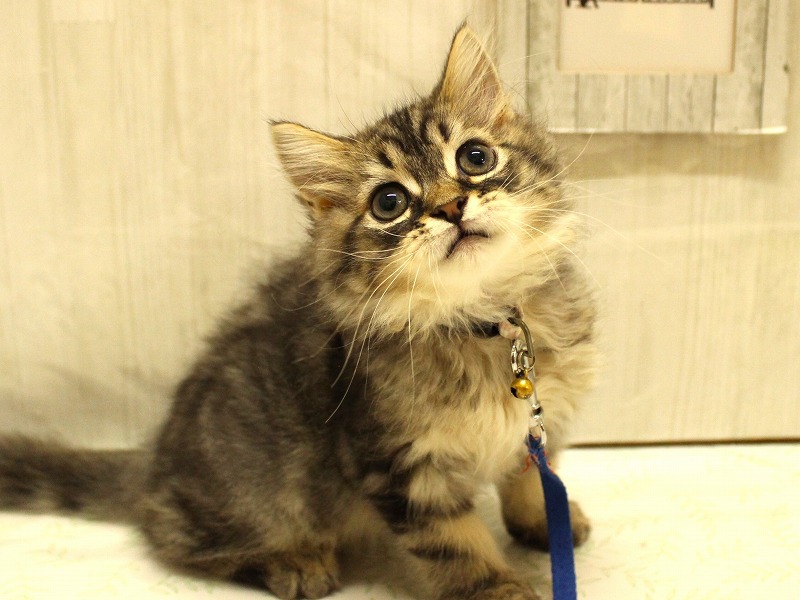 スコティッシュストレート25-1020