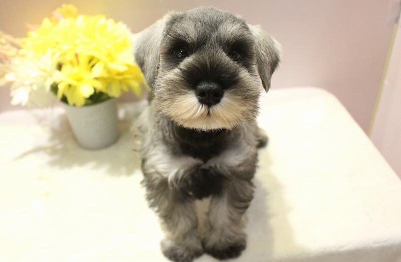 ミニチュアシュナウザー25-1032