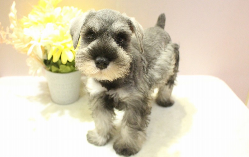 ミニチュアシュナウザー25-1032