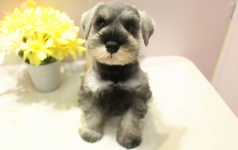 ミニチュアシュナウザー25-1032