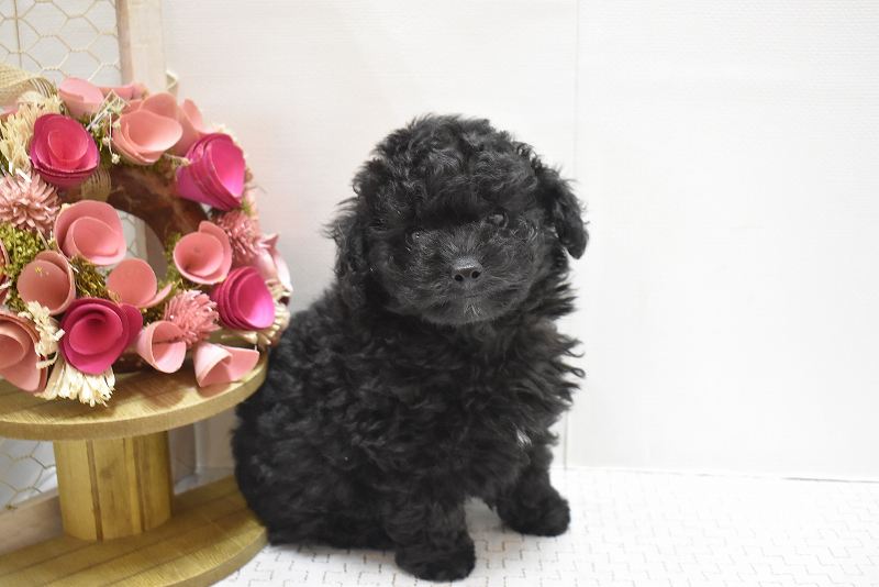 トイプードル25-1045