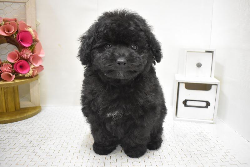 トイプードル25-1045