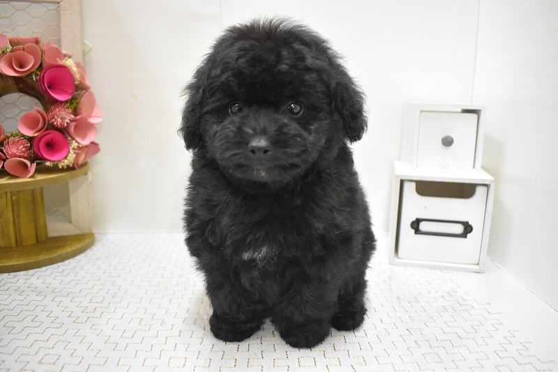 トイプードル25-1045
