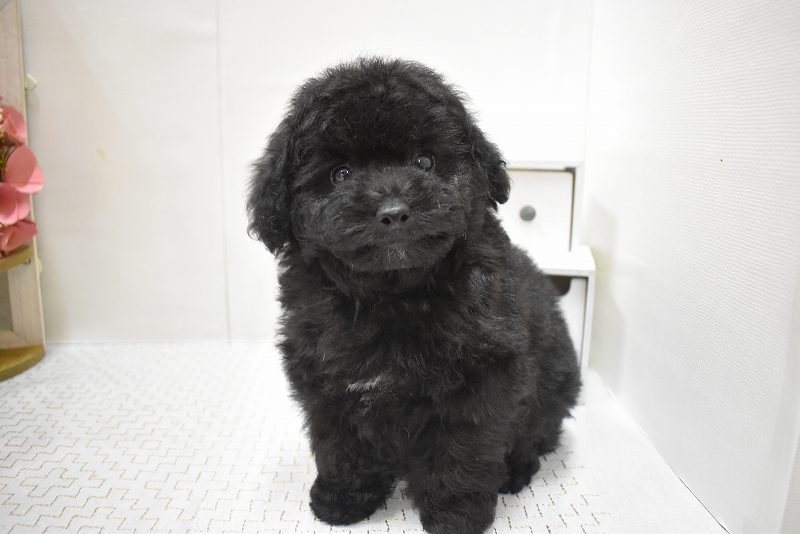 トイプードル25-1045