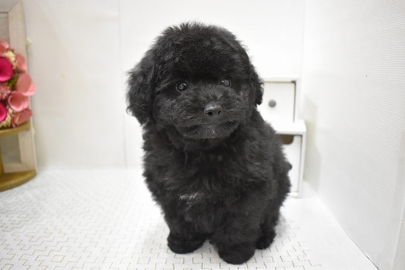 トイプードル25-1045