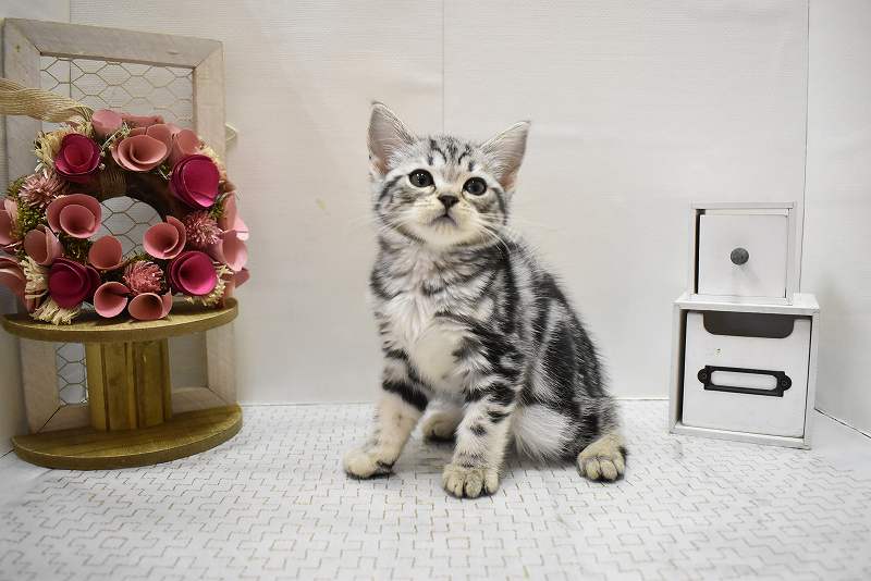 アメリカンショートヘアー25-1063