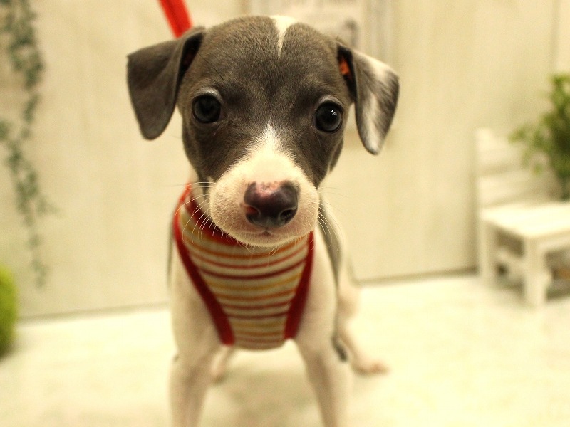 イタリアングレイハウンド25-1065