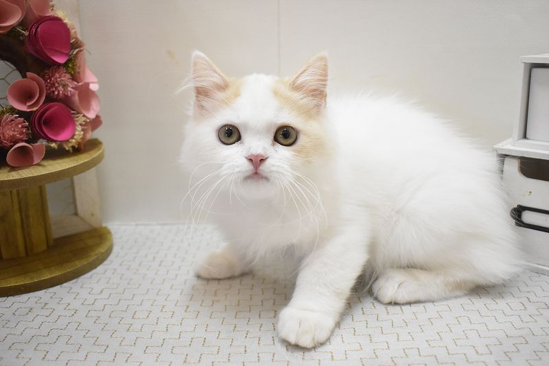 スコティッシュフォールド25-1068