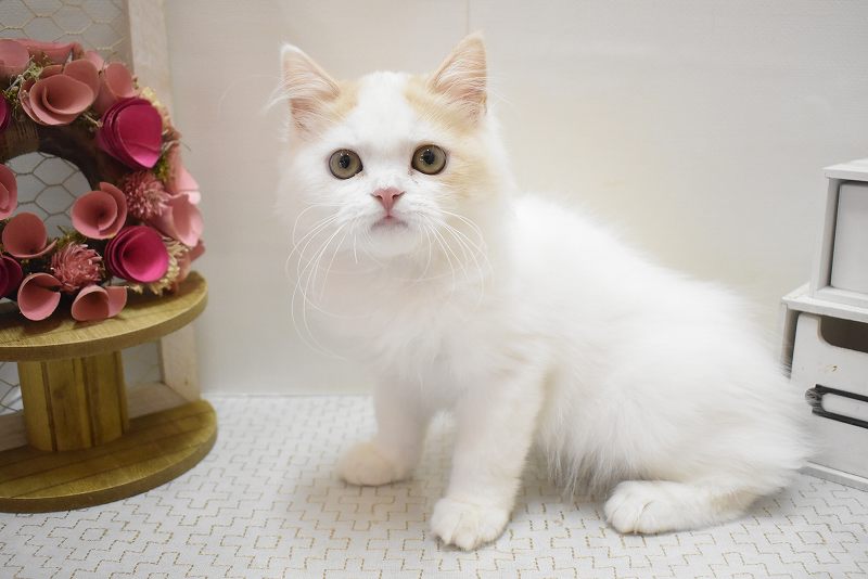 スコティッシュフォールド25-1068